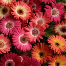 Gerbera Daisy Bicolor Flower Mix 20 Seeds Fresh Seeds