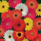 Gerbera Daisy Colorbloom Flower Mix 20 Seeds Fresh Seeds