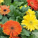 Gerbera Daisy Jaguar Fire Dark Eye Flower Mix 20 Seeds Fresh Seeds