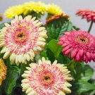 Gerbera Jamesonii Cartwheel Strawberry Twist Flower Mix 20 Seeds Fresh Seeds
