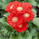 Gerbera Jamesonii Red Flower Gerbera Daisy 20 Seeds Fresh Seeds