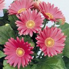 Gerbera Jamesonii Rose Flower Gerbera Daisy 20 Seeds Fresh Seeds