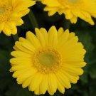 Gerbera Gerbera Daisy Yellow Flower 10 Seeds Fresh Seeds