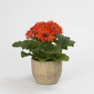 Gerbera Orange Gerbera Daisy Flower 20 Seeds Fresh Seeds
