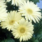 Gerbera White Gerbera Daisy Flower 20 Seeds Fresh Seeds