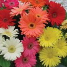 Gerbera Gerbera Daisy Flower Mix 100 Seeds Fresh Seeds