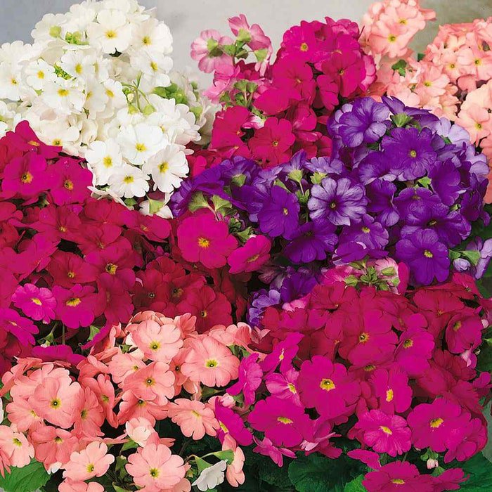 German Primrose Primula Obconica Libre Flower Mix 100 Seeds Fresh Seeds