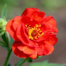 Geum Geum Avens Mrs Bradshaw Flower 4000 Seeds Fresh Seeds