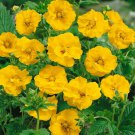 Geum Geum Lady Stratheden Flower 1000 Seeds Fresh Seeds