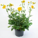 Geum Geum Lady Stratheden Flower 2000 Seeds Fresh Seeds