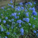 Gilia Capitata Queen Annes Thimbles Flower 10000 Seeds Fresh Seeds