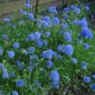 Gilia Capitata Queen Annes Thimbles Flower 5000 Seeds Fresh Seeds