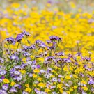 Giliatricolor Birds Eye Drought Resistant Flower For Xeriscape Gardening 5000 Seeds Fresh Seeds