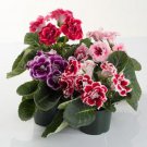 Gloxinia Florists Gloxinia Sinningia Speciosa Flower 50 Seeds Fresh Seeds
