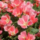Godetia Farewelltospring Flower 10000 Seeds Fresh Seeds