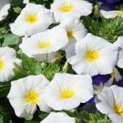 Growing Morning Glories From White Dwarf Morning Glory Flower 2000 Seeds Fresh Seeds