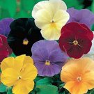 Growing Pansies From Clear Crystals Flower 1000 Seeds Fresh Seeds