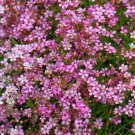 Gypsophila Babys Breath Crimson Flower 5000 Seeds Fresh Seeds