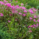 Gypsophila Creeping Babys Breath Rose Flower 10000 Seeds Fresh Seeds