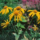 Helenium Helenium Hoopesii Orange Sneezeweed Flower 1000 Seeds Fresh Seeds