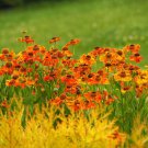Helenium Sneezeweed Helenium Autumnale Flower 2000 Seeds Fresh Seeds
