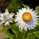Helichrysum White Strawflower Garden Flower Plant 5000 Seeds Fresh Seeds