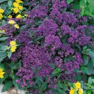 Heliotrope Heliotropium Arborescens Marine Flower 2000 Seeds Fresh Seeds