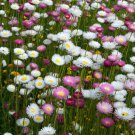 Helipterum Helipterum Roseum Paper Daisy Flower Mix 1000 Seeds Fresh Seeds