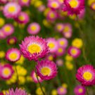 Helipterum Rose Paper Daisy Flower 2000 Seeds Fresh Seeds
