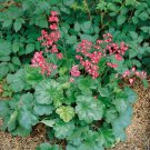 Heuchera Firefly Coral Bells Firefly Flower 10000 Seeds Fresh Seeds