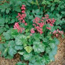 Heuchera Firefly Coral Bells Firefly Flower 5000 Seeds Fresh Seeds