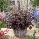 Heuchera Coral Bells Palace Purple Flower 4000 Seeds Fresh Seeds