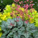 Heuchera Heuchera Americana Coral Bells Flower 2000 Seeds Fresh Seeds