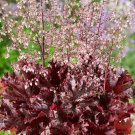 Heuchera Heuchera Coral Bells Melting Fire Flower 400 Seeds Fresh Seeds