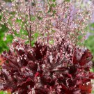 Heuchera Heuchera Coral Bells Melting Fire Flower 50 Seeds Fresh Seeds