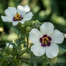 Hibiscus Flower Hibiscus Trionum 250 Seeds Fresh Seeds