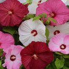 Hibiscus Luna Perennial Flower Mix 20 Seeds Fresh Seeds