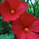 Hibiscus Luna Rose Container Plant 10 Seeds Fresh Seeds