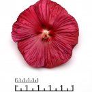 Hibiscus Luna Rose Container Plant 20 Seeds Fresh Seeds