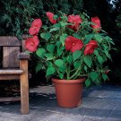 Hibiscus Luna Red Hardy Hibiscus Flower 10 Seeds Fresh Seeds