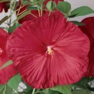 Hibiscus Luna Red Hardy Hibiscus Flower 20 Seeds Fresh Seeds