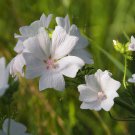 Hollyhock Malva Moschata White Musk Mallow Heat Flower 4000 Seeds Fresh Seeds