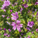 Hollyhock Malva Sylvestris Zebrina Xeriscape Garden Flower Plant 500 Seeds Fresh Seeds