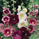 Hollyhock Hollyhock Alcea Rosea Indian Spring Flower 1000 Seeds Fresh Seeds