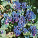 Honeywort Cerinthe Major Flower 100 Seeds Fresh Seeds