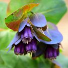 Honeywort Cerinthe Major Flower 50 Seeds Fresh Seeds