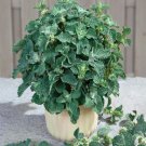 Horehound Marrubium Vulgare Horehound Flower 5000 Seeds Fresh Seeds