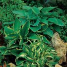 Hosta Hosta Elegans American Mix Flower 100 Seeds Fresh Seeds