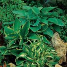 Hosta Hosta Elegans American Mix Flower 50 Seeds Fresh Seeds