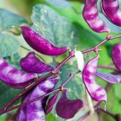 Hyacinth Bean Red Leaved Hyacinth Vine Flower 200 Seeds Fresh Seeds